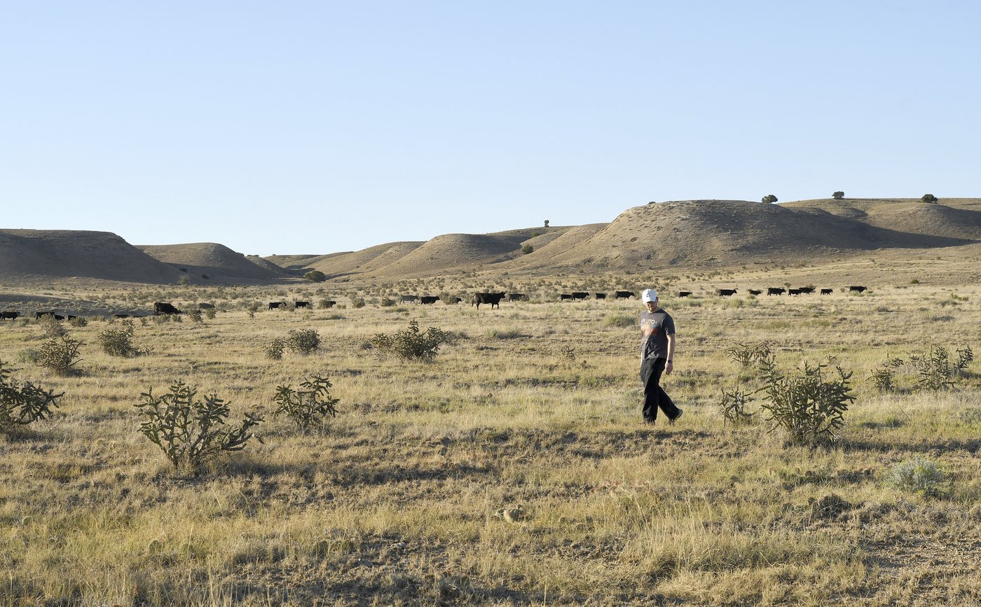 Spider lovers scurry to Colorado town in search of mating tarantulas and community | iNFOnews.ca Spider lovers scurry to Colorado town in search of mating tarantulas and community | iNFOnews.ca
