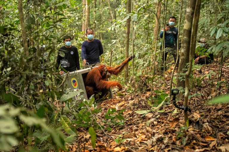 Indonesia relocates 8 orangutans into protected forest after rescue from wildfires | iNFOnews.ca