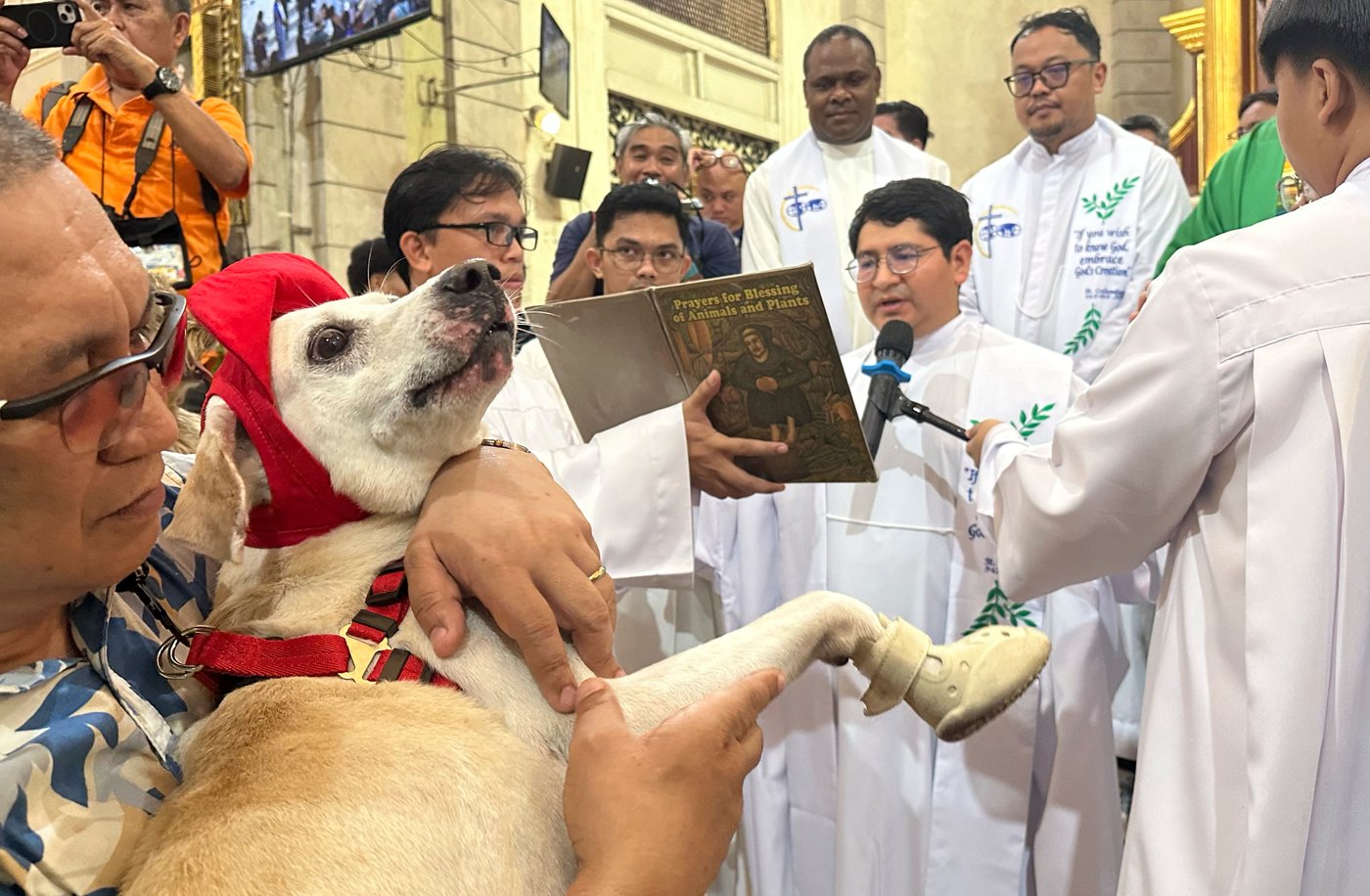 Wagging tails fill a Philippine church where priests bless pets for St. Francis feast | iNFOnews.ca Wagging tails fill a Philippine church where priests bless pets for St. Francis feast | iNFOnews.ca