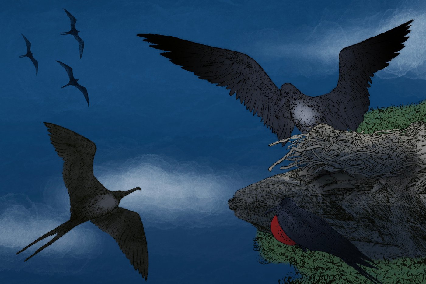 Nodding off is dangerous. Some animals have evolved extreme ways to sleep in precarious environments | iNFOnews.ca Nodding off is dangerous. Some animals have evolved extreme ways to sleep in precarious environments | iNFOnews.ca