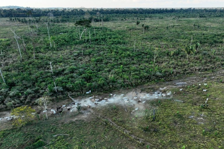 Interpol announces a new global fight against illegal deforestation | iNFOnews.ca