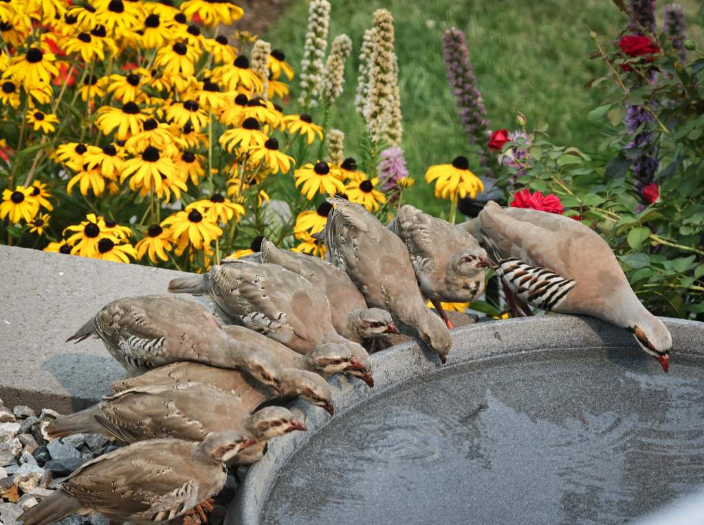 iN PHOTOS: Residents help urban wildlife during drought, wildfires in Thompson-Okanagan | iNFOnews.ca