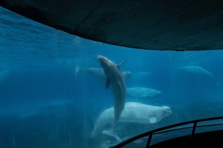 Marineland asks Ottawa for emergency cash to feed whales — or euthanasia imminent | iNFOnews.ca