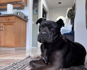 A medium sized black dog sits on the carpet.