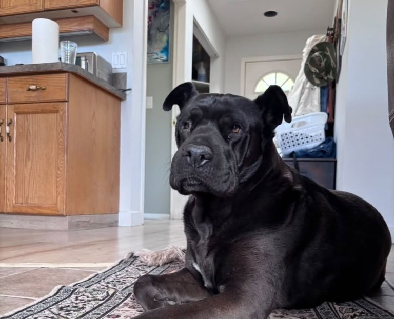 A medium sized black dog sits on the carpet.