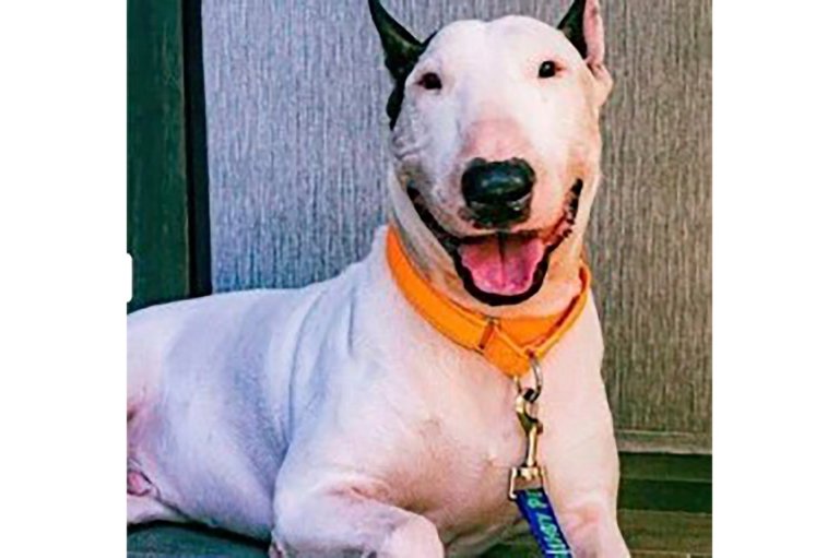 Criminal charges dropped against Florida man who abandoned dog before Hurricane Milton's landfall | iNFOnews.ca
