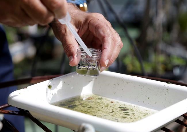 Canadians urged to take precautions after Zika virus discovery in Miami | iNFOnews.ca