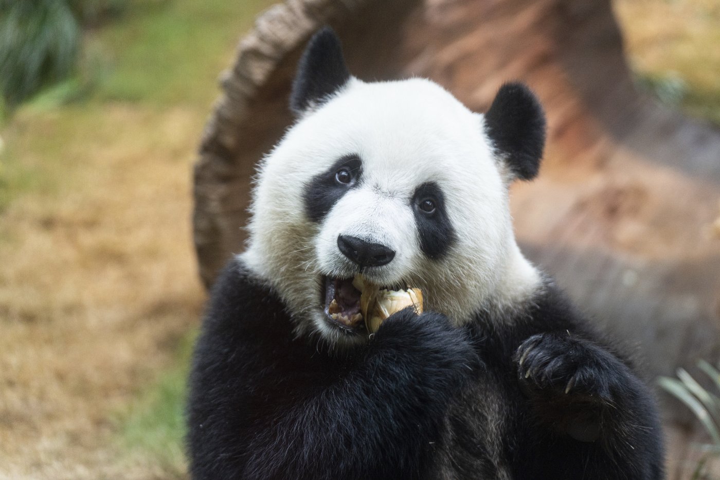 Hong Kong launches panda sculpture tour as the city hopes the bear craze boosts tourism | iNFOnews.ca