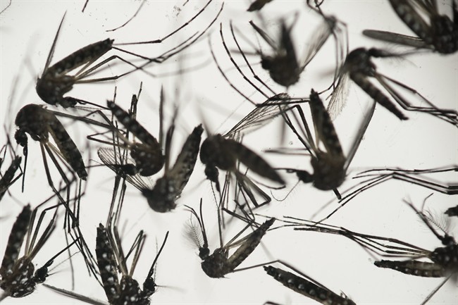 Canadian Blood Services to defer donations from travellers to Zika-endemic areas | iNFOnews.ca CP36184099