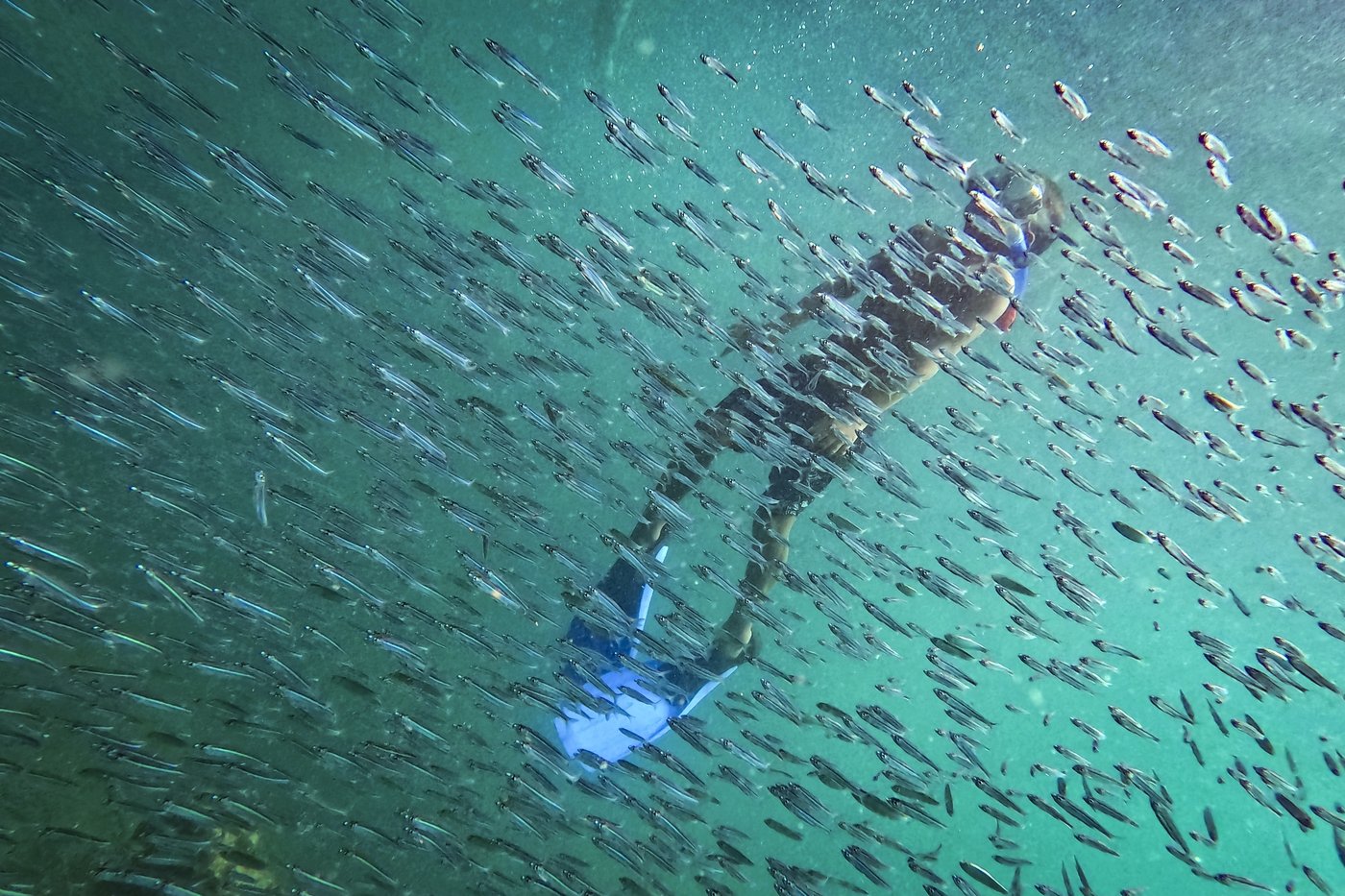Slight progress in global biodiversity protection efforts but some species decline, new reports find | iNFOnews.ca Slight progress in global biodiversity protection efforts but some species decline, new reports find | iNFOnews.ca