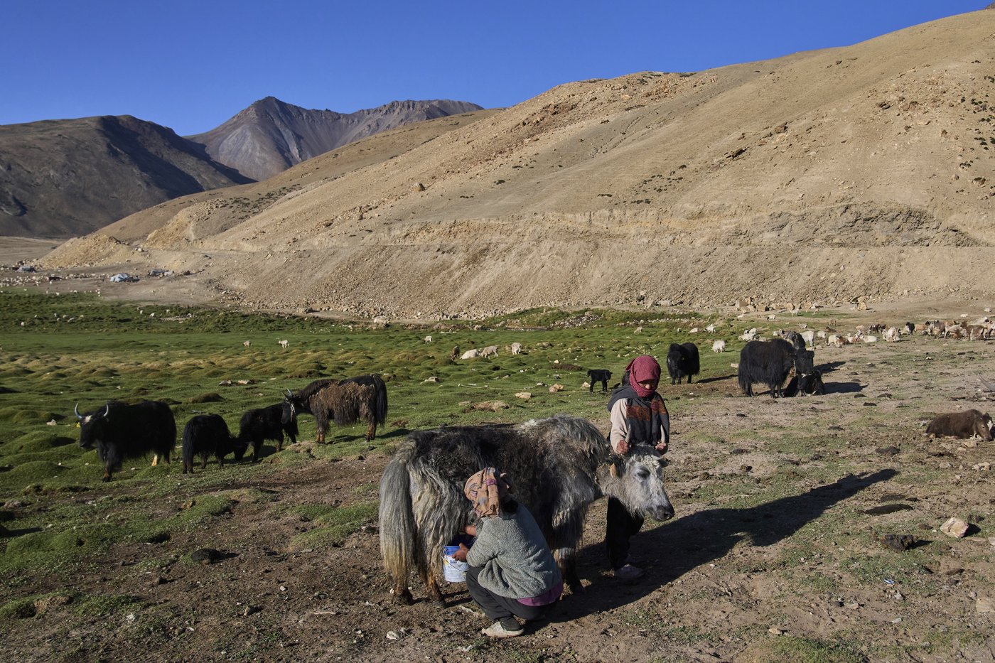 High in India’s Himalayan mountains, yak herders struggle to survive a warming world | iNFOnews.ca