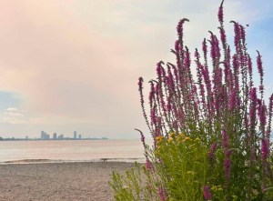 There is a view of a lake with high rises in the background.