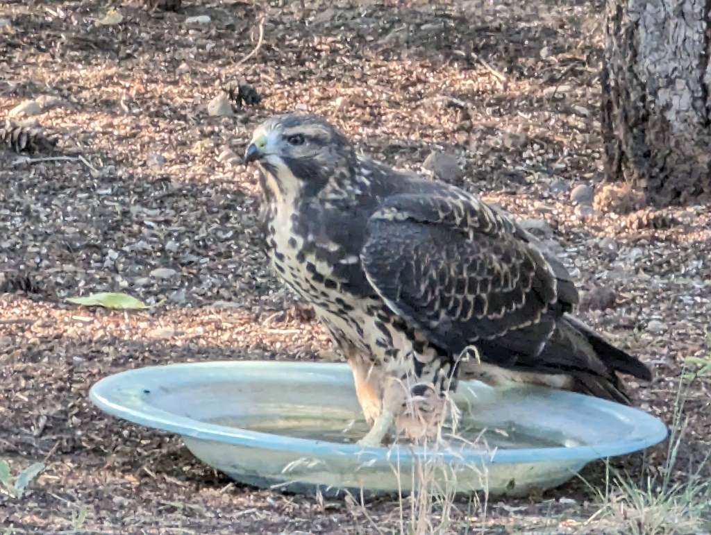 iN PHOTOS: Residents help urban wildlife during drought, wildfires in Thompson-Okanagan | iNFOnews.ca