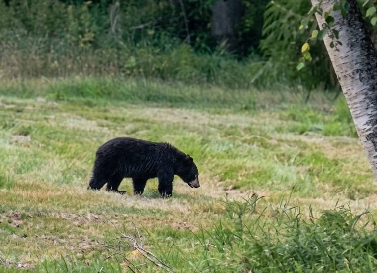 iN PHOTOS: Bears already bulking up in Okanagan, Kamloops | iNFOnews.ca