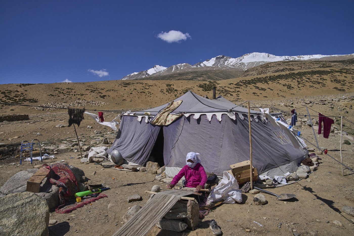 High in India’s Himalayan mountains, yak herders struggle to survive a warming world | iNFOnews.ca