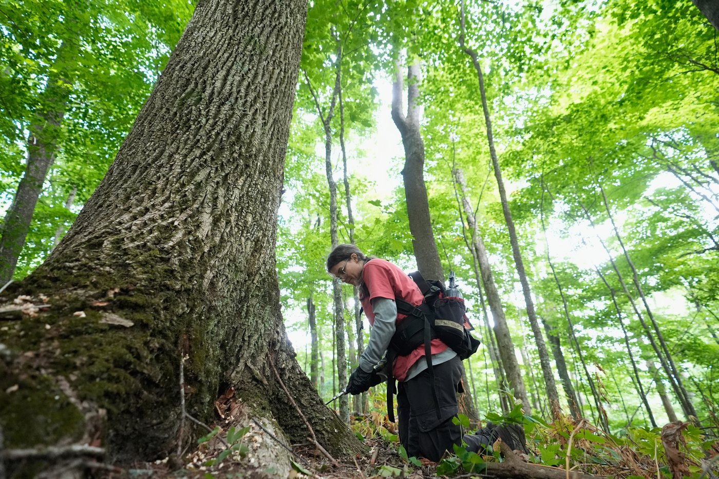 A new generation of elm trees could be equipped to beat the disease that killed the parents | iNFOnews.ca A new generation of elm trees could be equipped to beat the disease that killed the parents | iNFOnews.ca