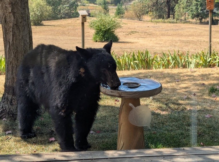 A black bear drinks water from a bird bath.