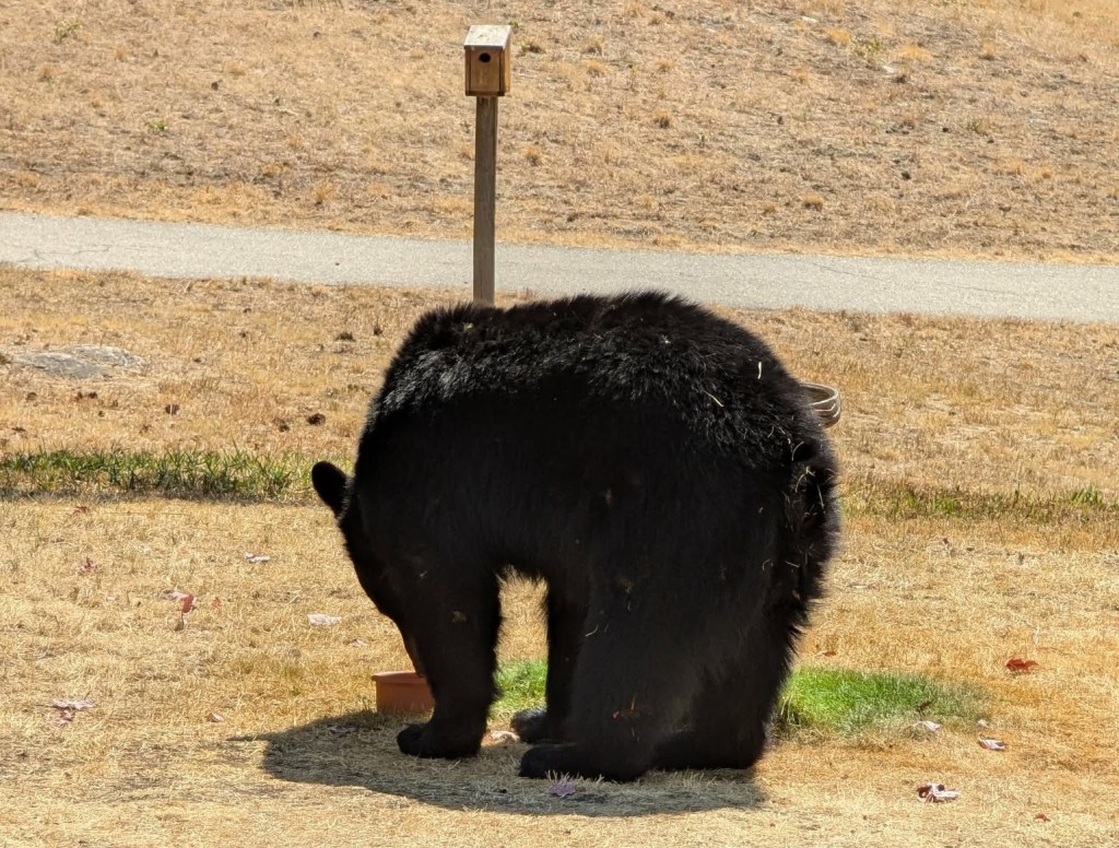 iN PHOTOS: Residents help urban wildlife during drought, wildfires in Thompson-Okanagan | iNFOnews.ca