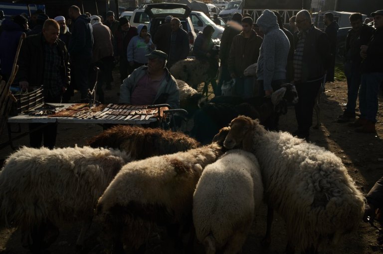 Photos of sheep and goats for sale at a West Bank livestock market | iNFOnews.ca