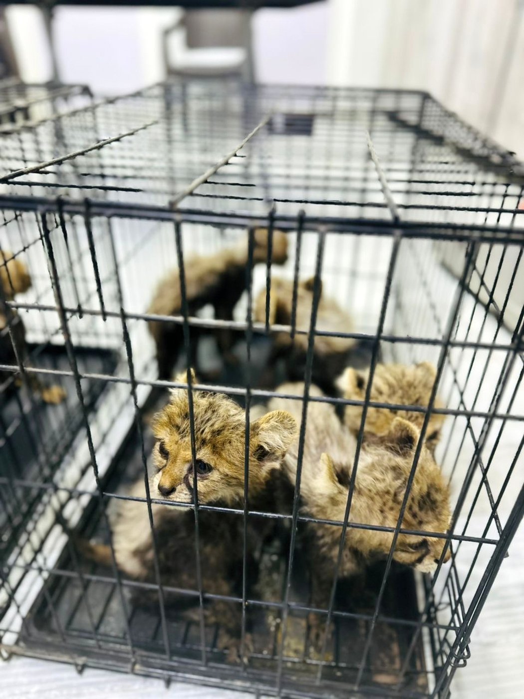 Cheetah cubs destined for illegal trade in exotic pets rescued in Somaliland | iNFOnews.ca Cheetah cubs destined for illegal trade in exotic pets rescued in Somaliland | iNFOnews.ca