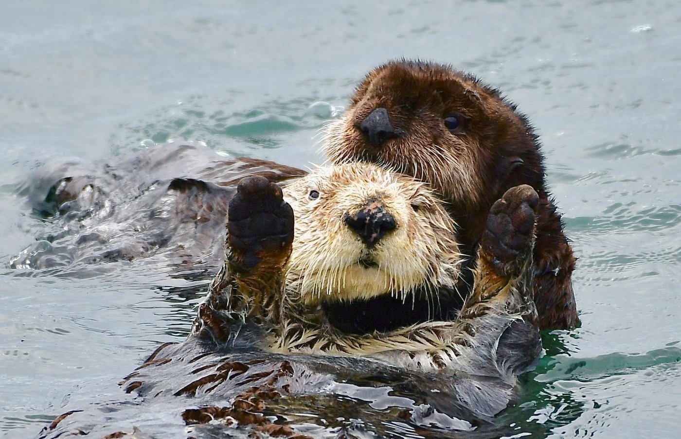 Baby sea otter is reunited with mother in central California after dramatic rescue | iNFOnews.ca