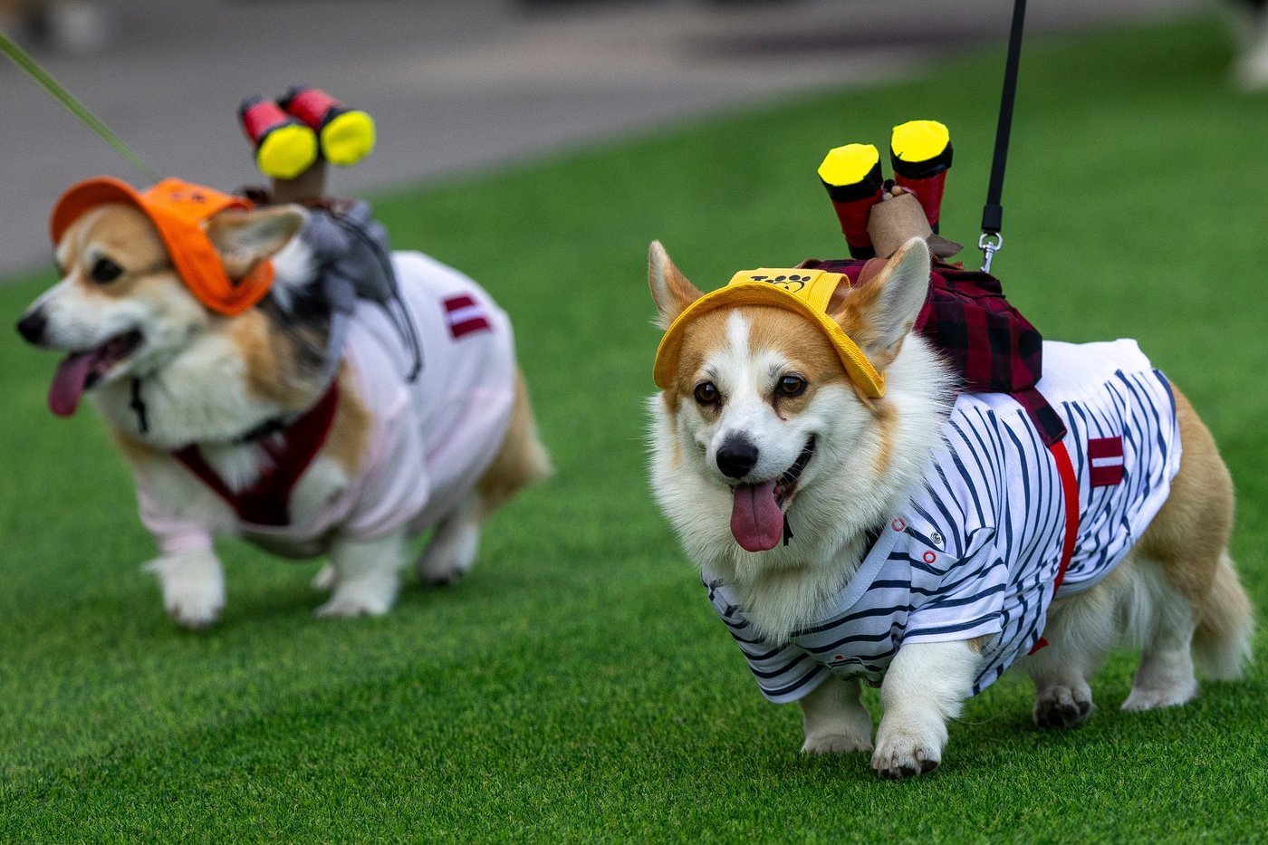 Corgis run, bark and sniff their way to glory at a growing international race | iNFOnews.ca