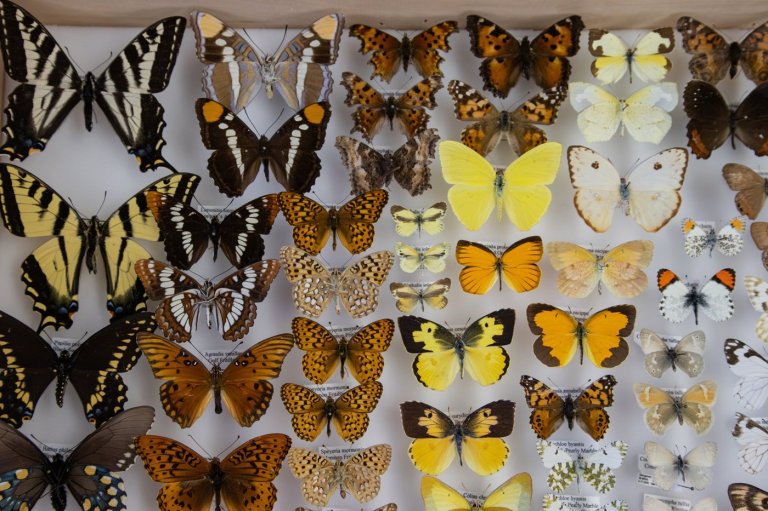 Nevada scientist among those logging ‘lost’ species as fewer endangered species are listed | iNFOnews.ca