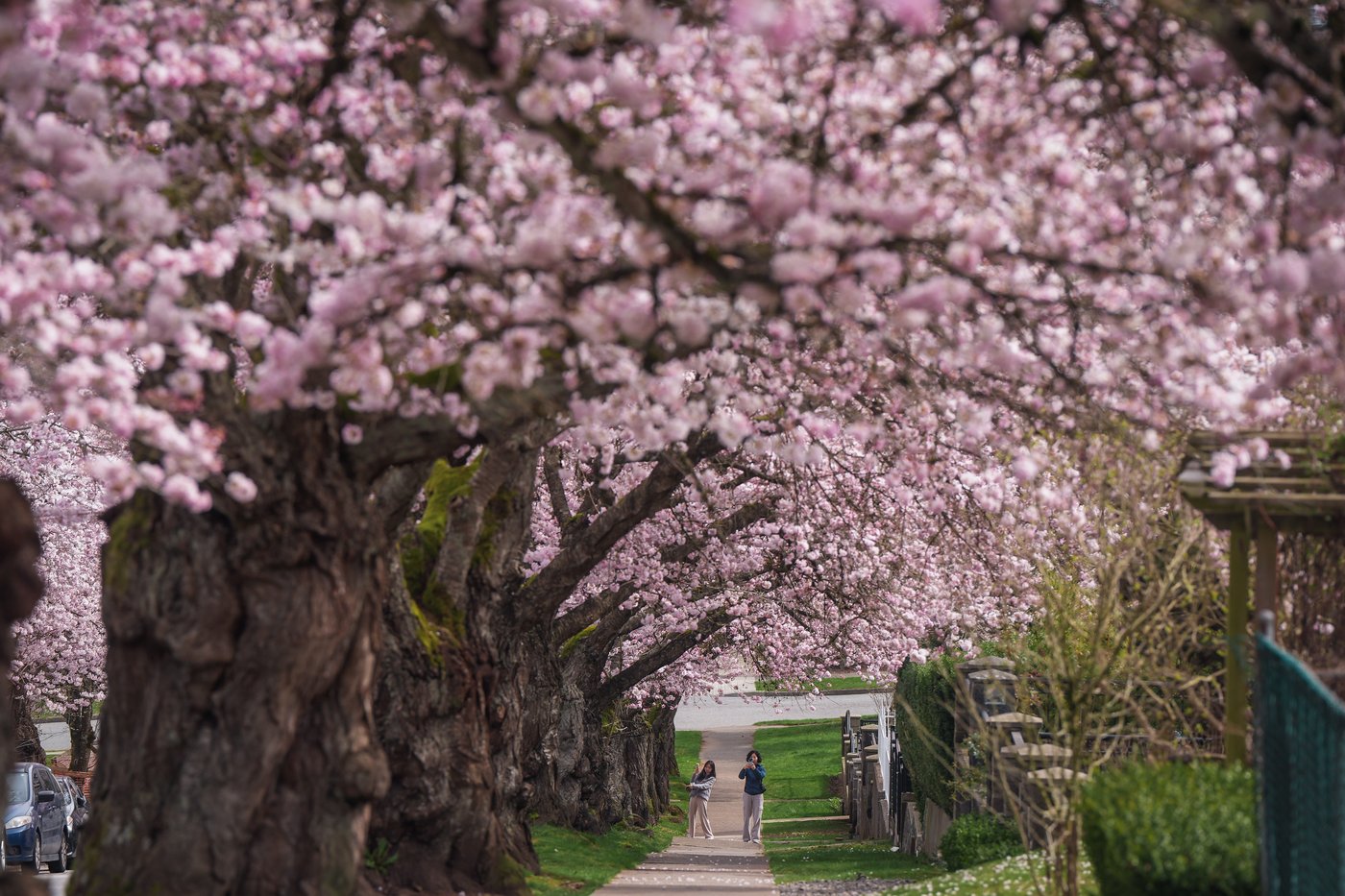 Photo Gallery: Vancouver's famous cherry blossoms out in full bloom | iNFOnews.ca