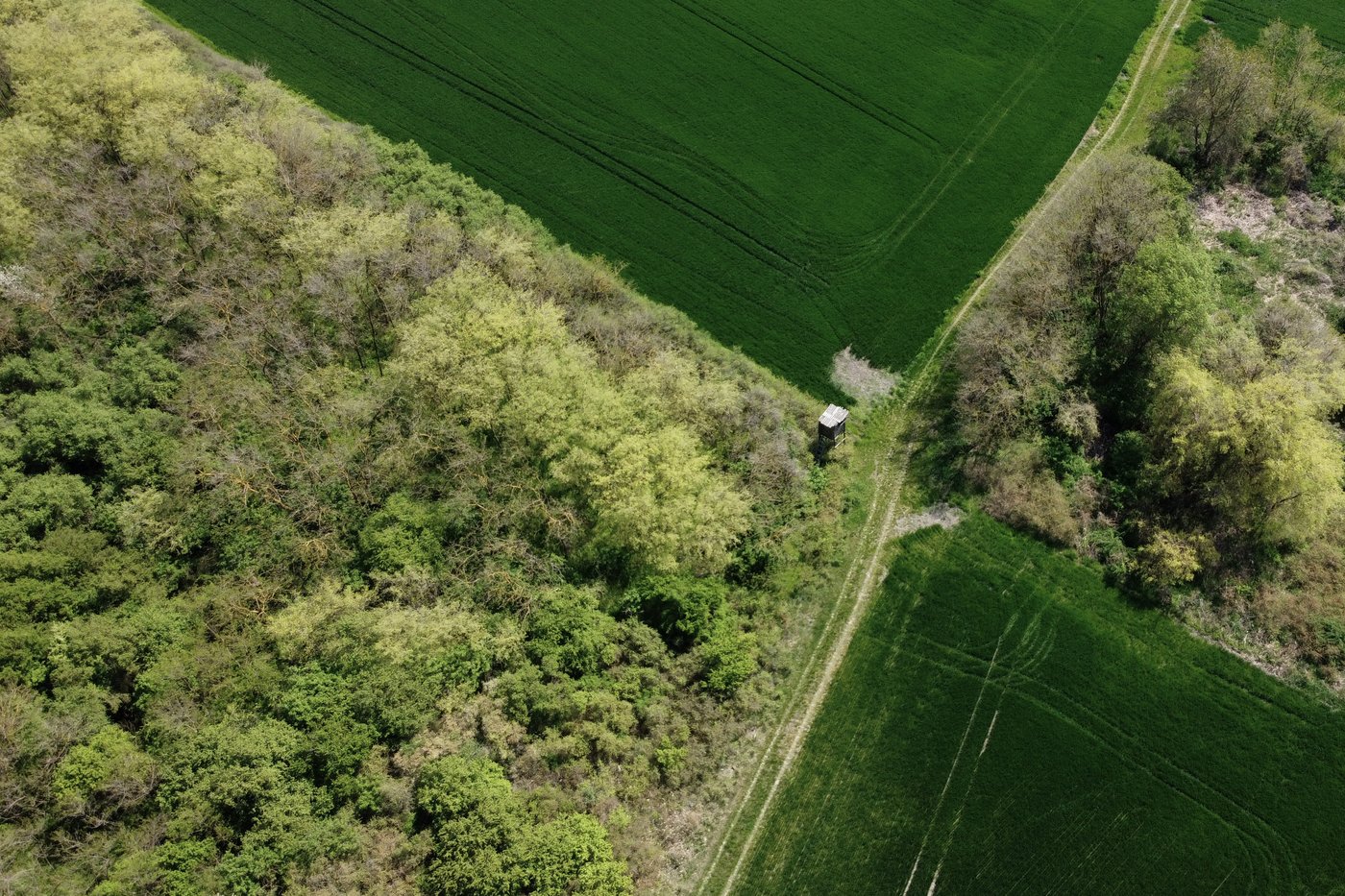 A Serbian bird-watching group uses crowdfunding to buy and preserve a woodland habitat | iNFOnews.ca A Serbian bird-watching group uses crowdfunding to buy and preserve a woodland habitat | iNFOnews.ca