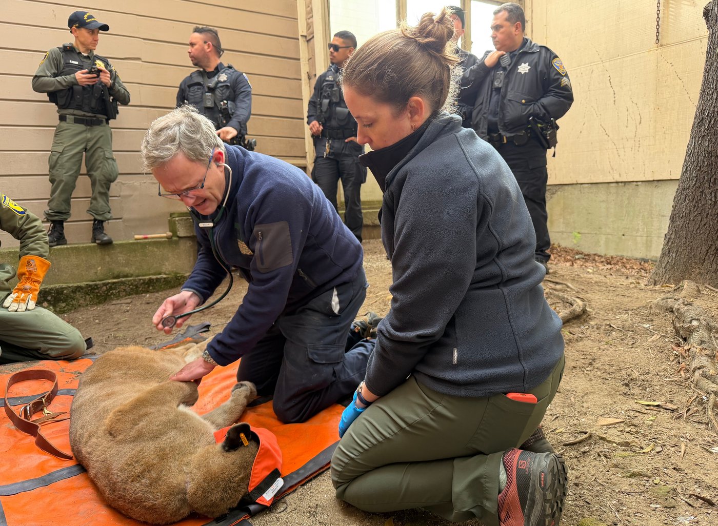 Mountain lion roams posh San Francisco neighborhood before being captured | iNFOnews.ca
