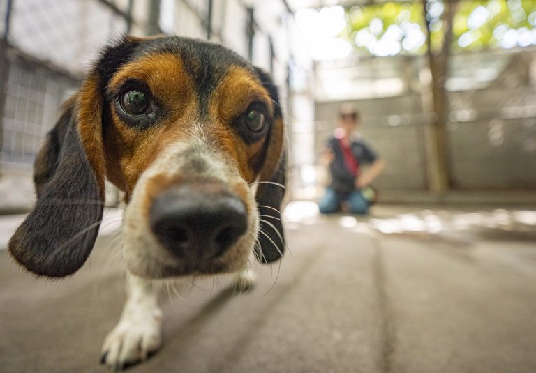 Lower Mainland SPCA workers in British Columbia vote 97.5% for strike action | iNFOnews.ca