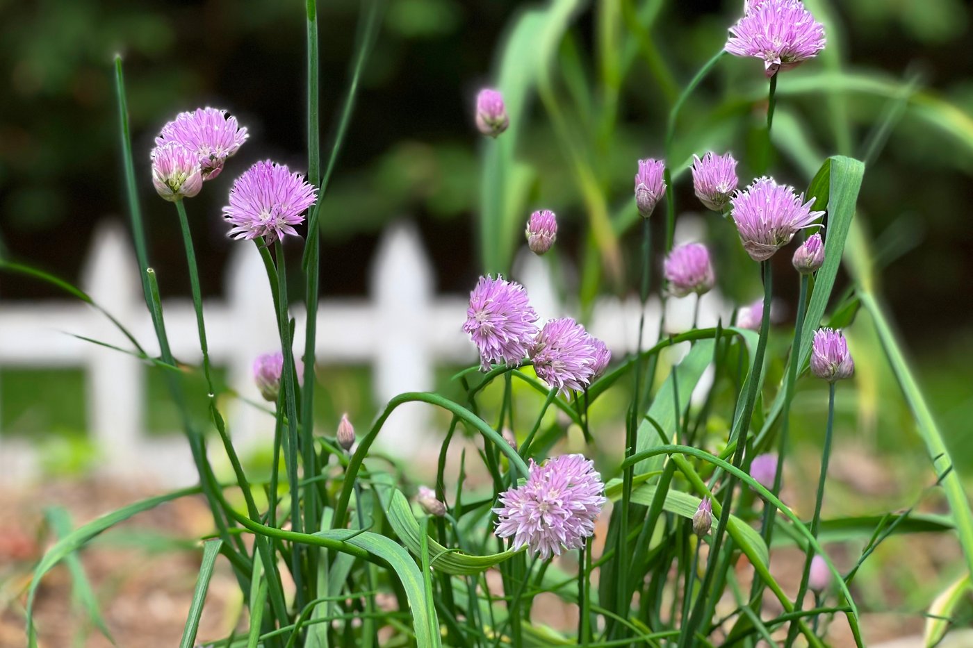 Microgardening means getting a surprisingly big harvest from a windowsill or balcony garden | iNFOnews.ca