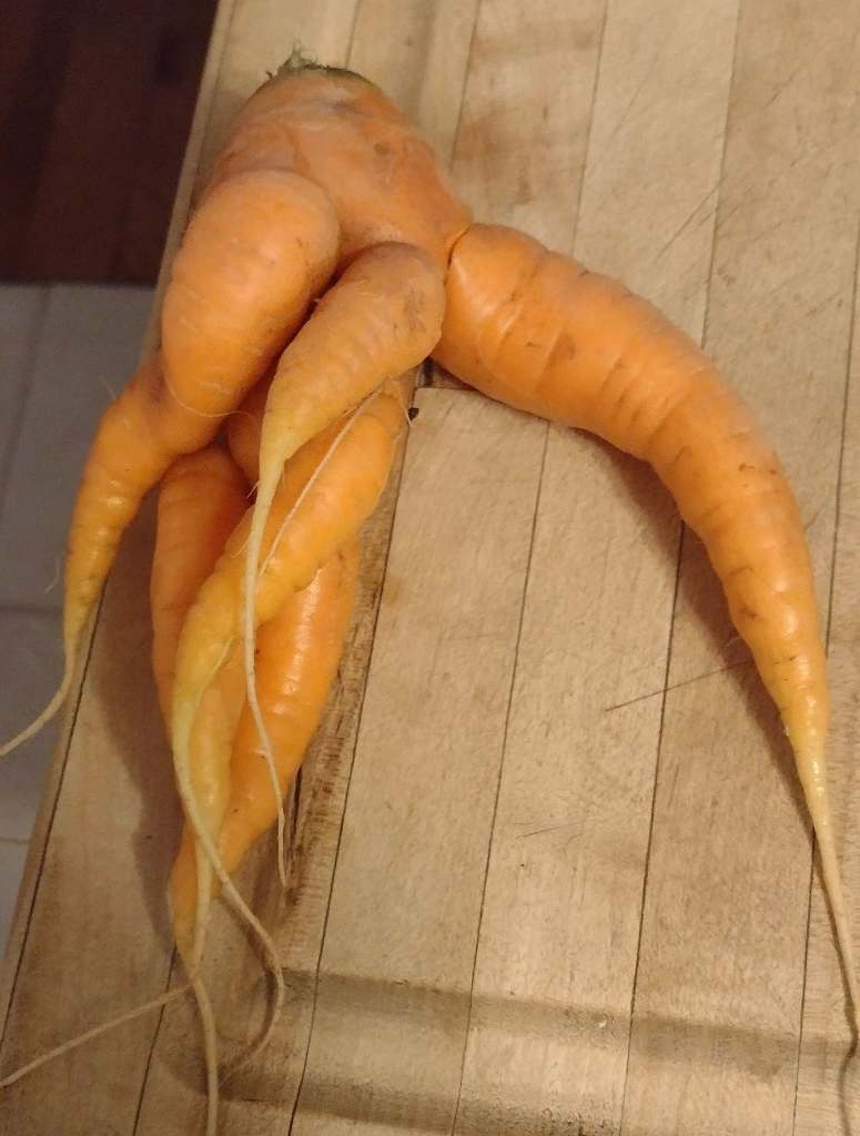 iN PHOTOS: Weird and wacky fruit and veggies in Okanagan, Kamloops | iNFOnews.ca iN PHOTOS: Weird and wacky fruit and veggies in Okanagan, Kamloops | iNFOnews.ca