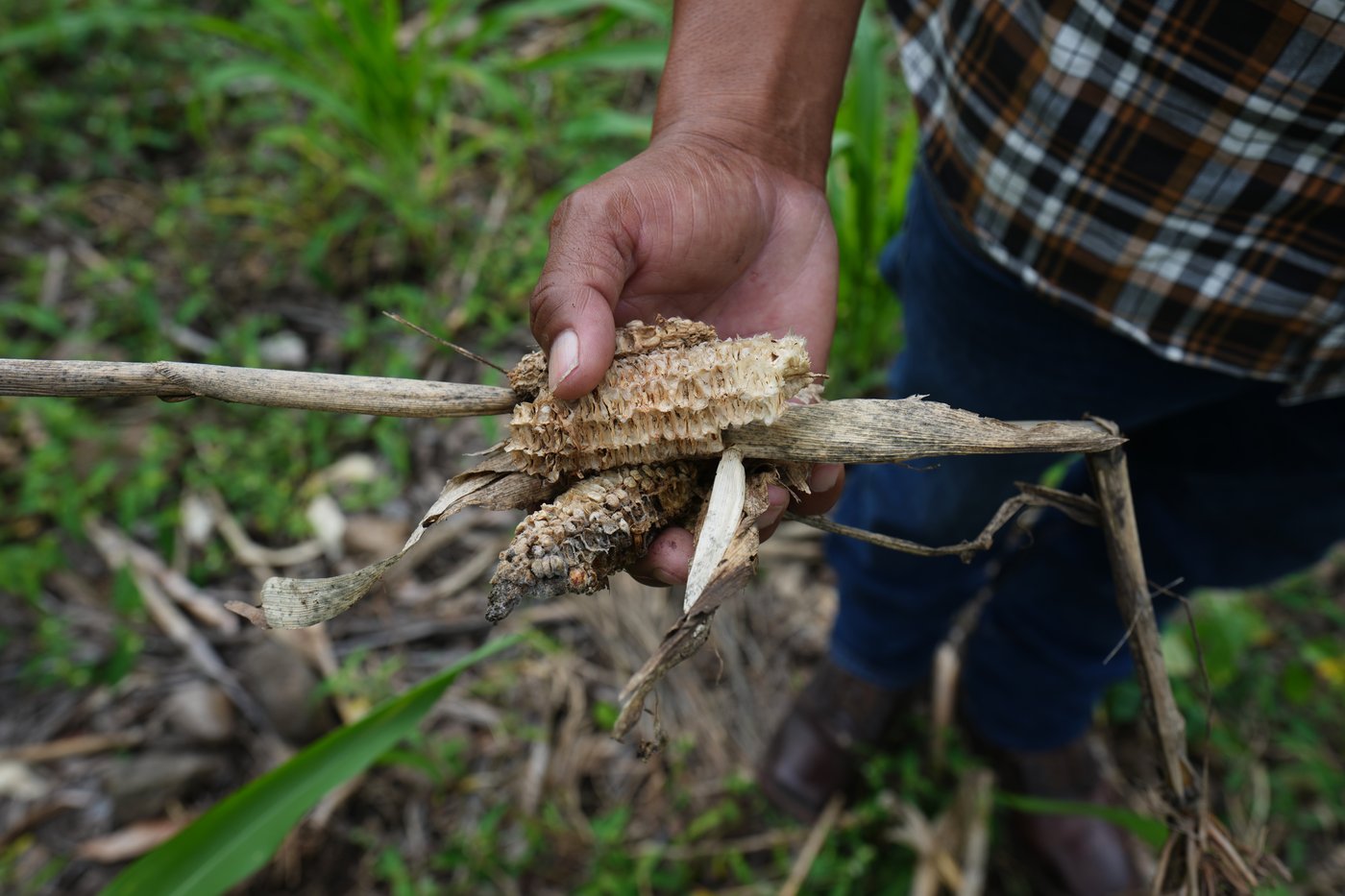 In Honduras, hard hit by drought, authorities hope to make it rain using contentious tactic | iNFOnews.ca In Honduras, hard hit by drought, authorities hope to make it rain using contentious tactic | iNFOnews.ca
