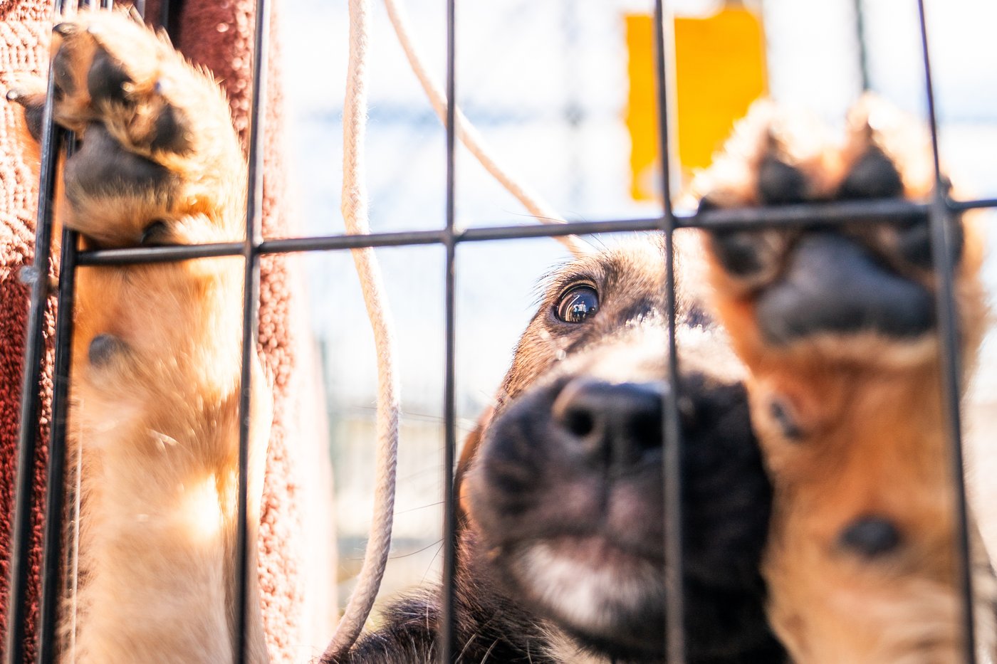 Shelter pets rescued by the revitalized Seuk’s Army in photos | iNFOnews.ca