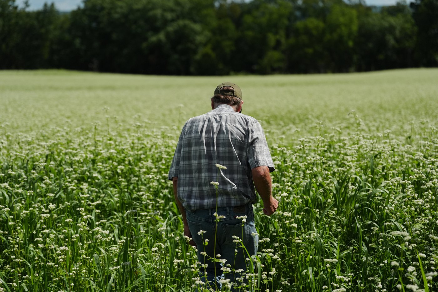 Buckwheat growers hope new markets can help it reach more tables | iNFOnews.ca