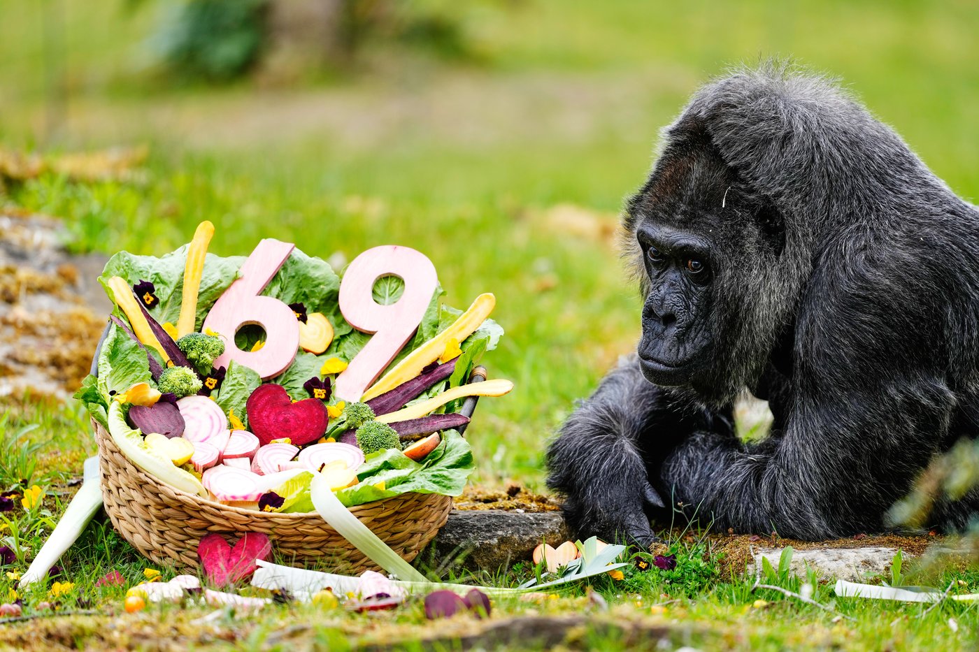 Fatou, the world's oldest gorilla living in captivity, celebrates her 69th birthday at Berlin Zoo | iNFOnews.ca Fatou, the world's oldest gorilla living in captivity, celebrates her 69th birthday at Berlin Zoo | iNFOnews.ca