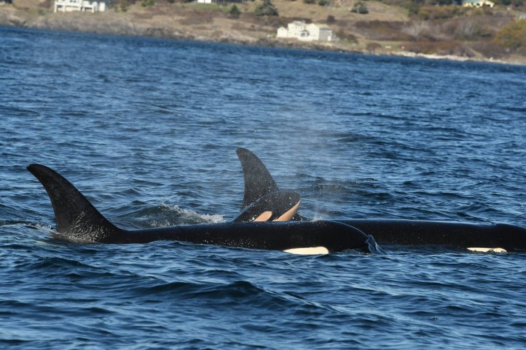 New southern resident killer whale calf spotted in waters near B.C. | iNFOnews.ca