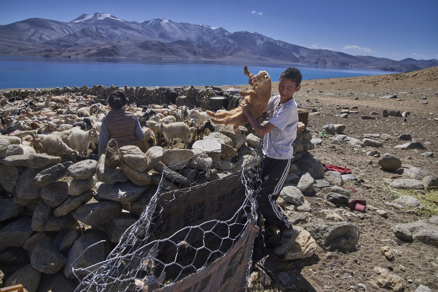 High in India’s Himalayan mountains, yak herders struggle to survive a warming world | iNFOnews.ca