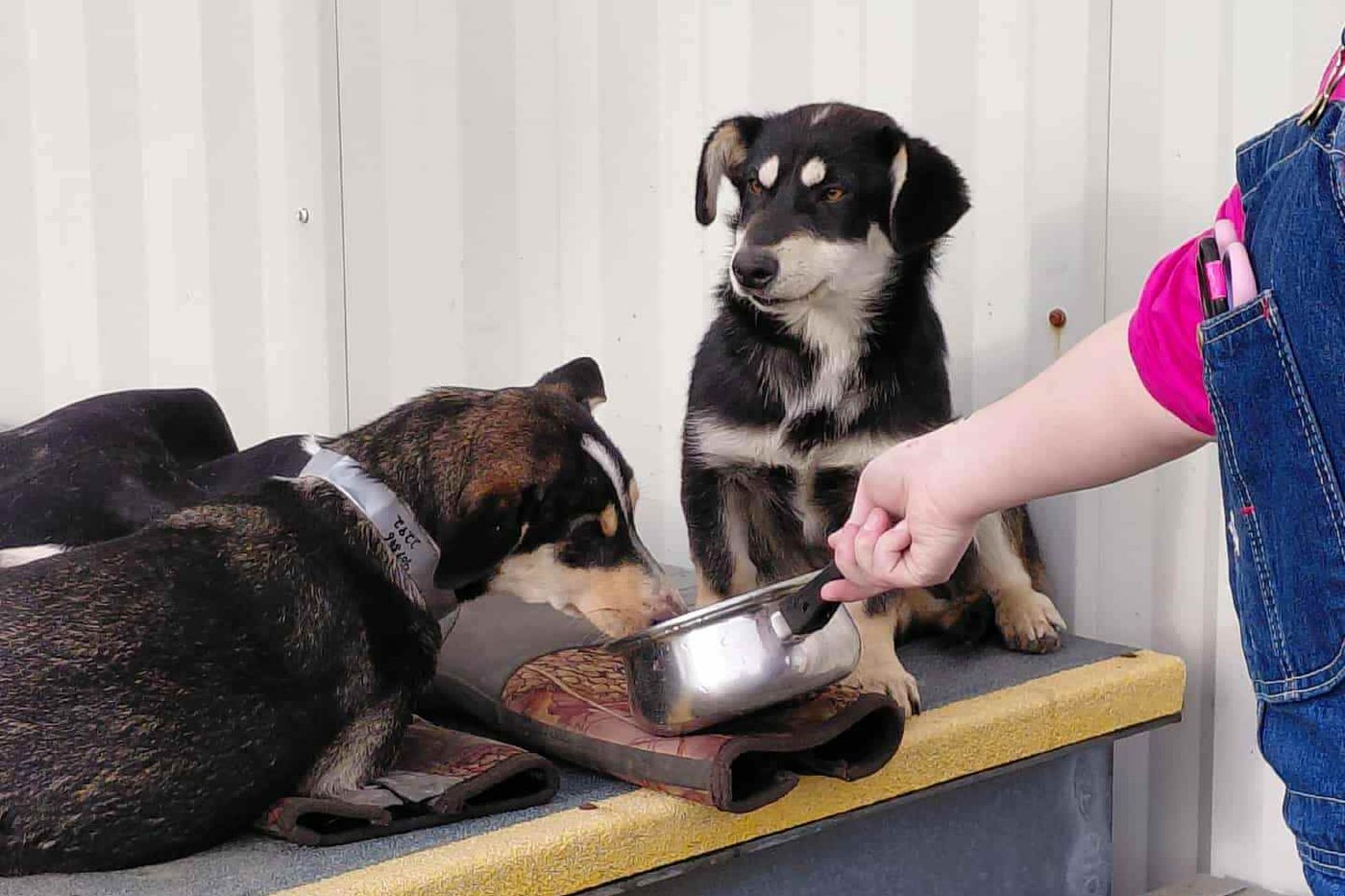 The other Alaska airlift: Volunteers save dogs from a flooded Alaska village, 1 tiny plane at a time | iNFOnews.ca