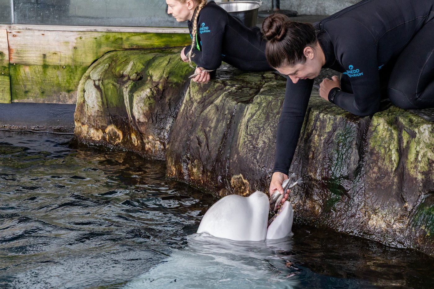 Beluga whale dies at Chicago aquarium days after coming from Canada park in rescue effort | iNFOnews.ca
