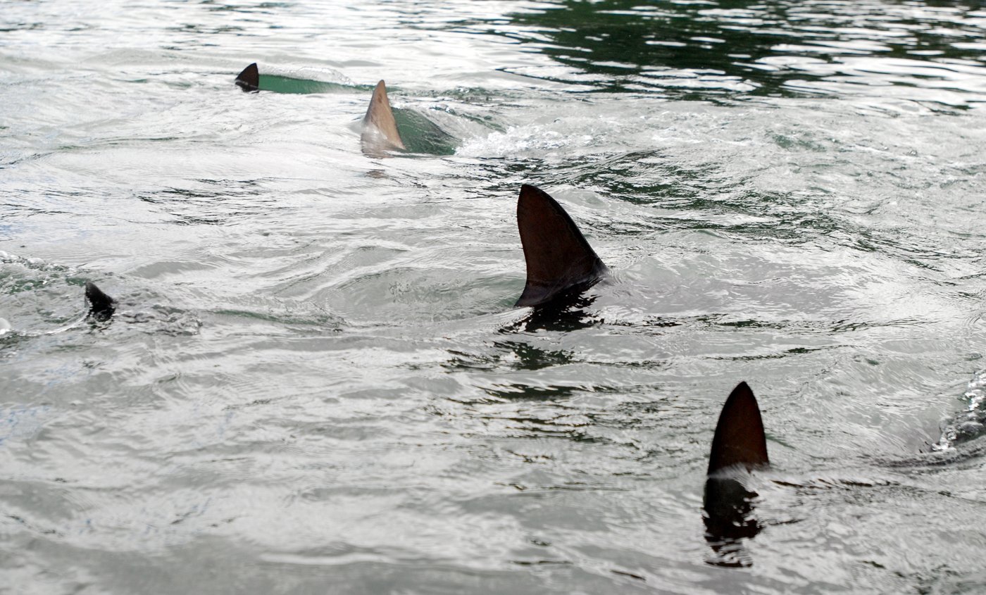 Shark attack on Alabama teen inspires the start of a national alert system | iNFOnews.ca Shark attack on Alabama teen inspires the start of a national alert system | iNFOnews.ca