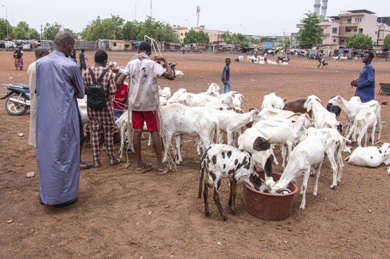 A bitter Eid al-Adha in Mali's capital as al-Qaida-linked blockade sends sheep prices soaring | iNFOnews.ca