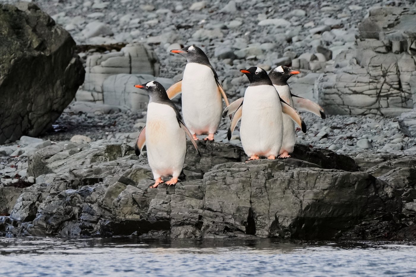 In Antarctica, photos show a remote area teeming with life amid growing risks from climate change | iNFOnews.ca