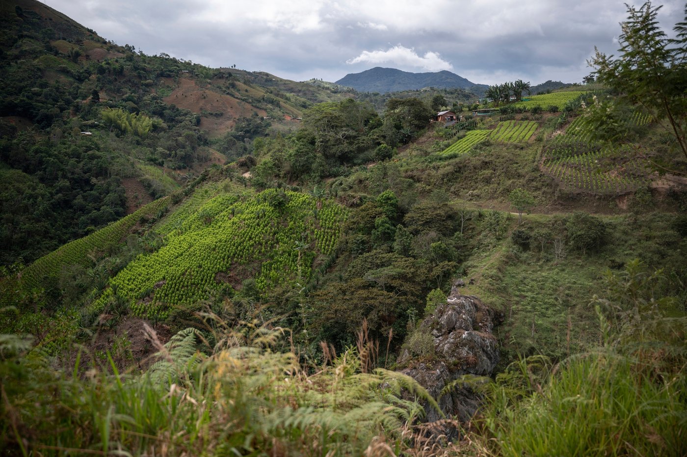 Latin America accounted for 85% of environmental defender killings in 2025, report says | iNFOnews.ca Latin America accounted for 85% of environmental defender killings in 2025, report says | iNFOnews.ca