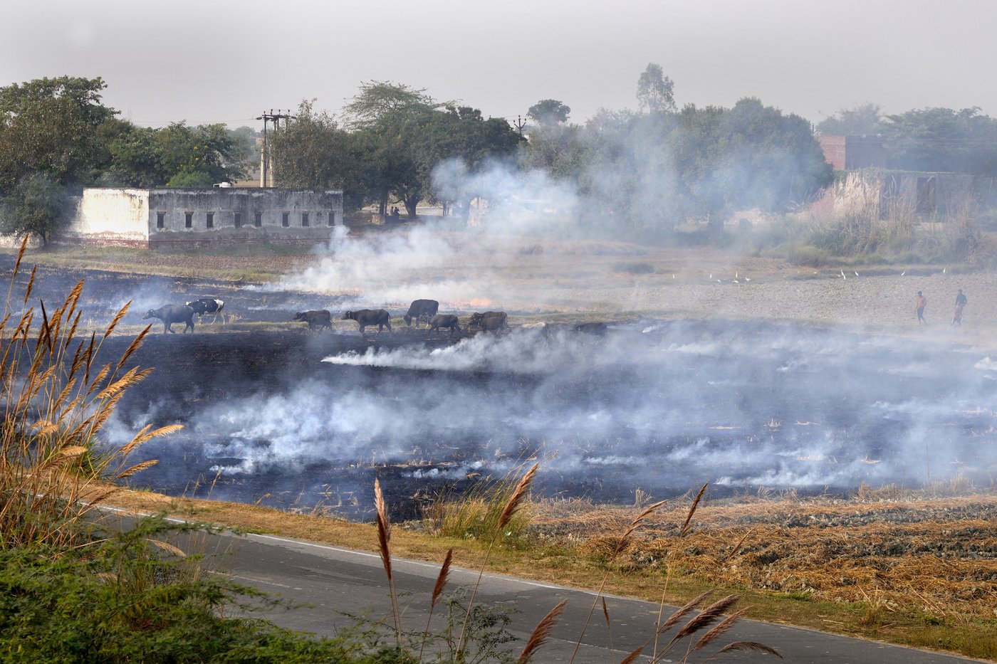 India's capital chokes as air pollution levels hit 50 times the safe limit | iNFOnews.ca India's capital chokes as air pollution levels hit 50 times the safe limit | iNFOnews.ca