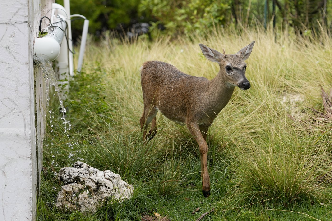 Florida’s iconic Key deer face an uncertain future as seas rise | iNFOnews.ca