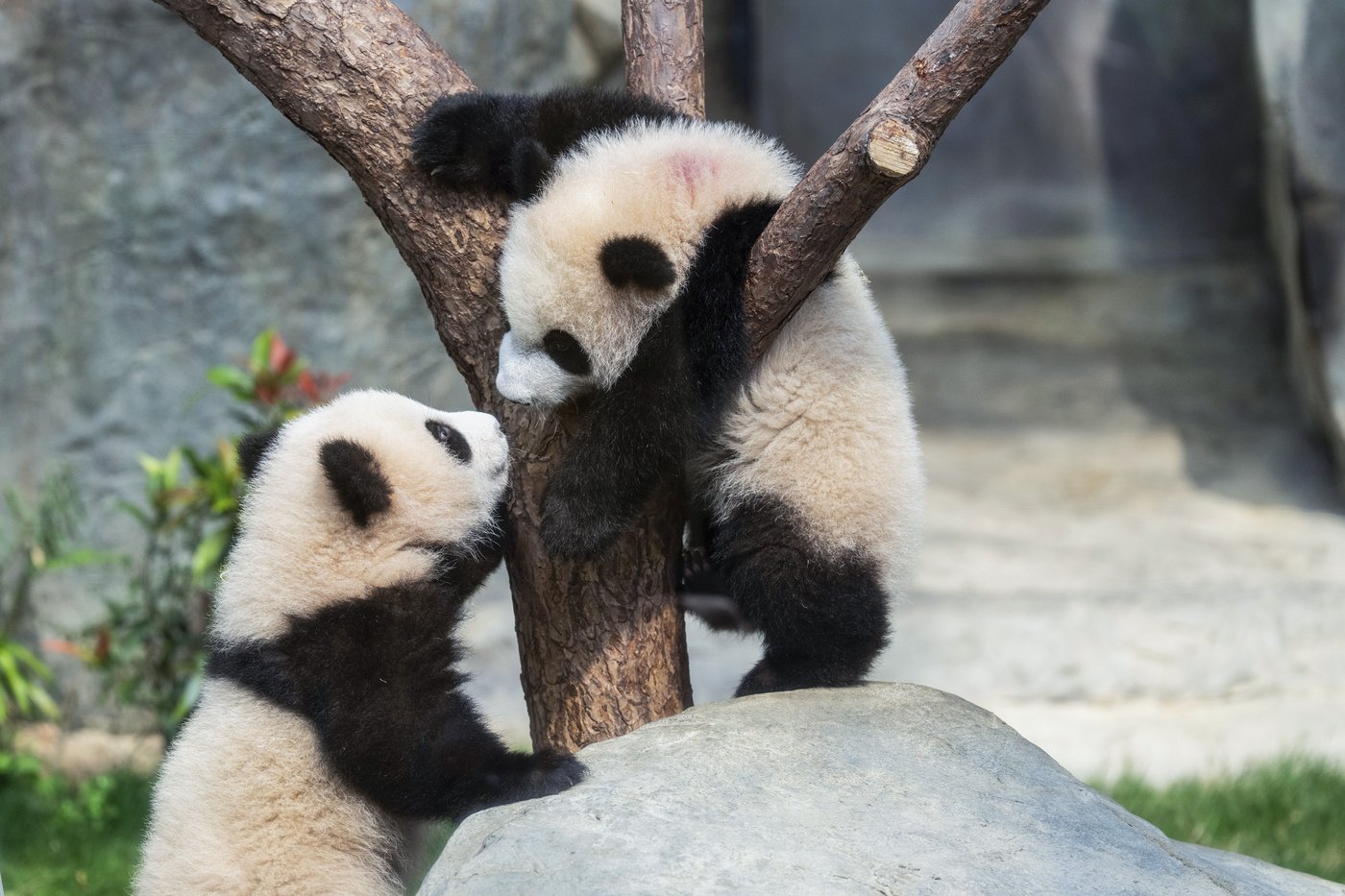 Hong Kong residents compete to name twin panda cubs who just turned 6 months old | iNFOnews.ca