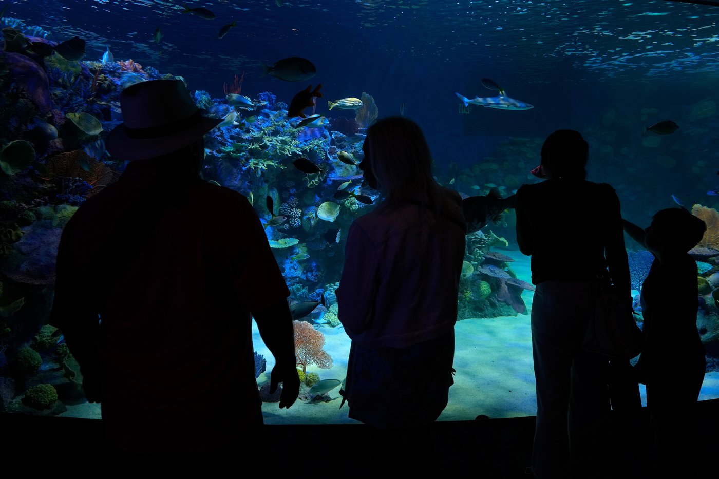 Florida's Mote Marine Laboratory relocates hundreds of marine animals to new $130M facility | iNFOnews.ca