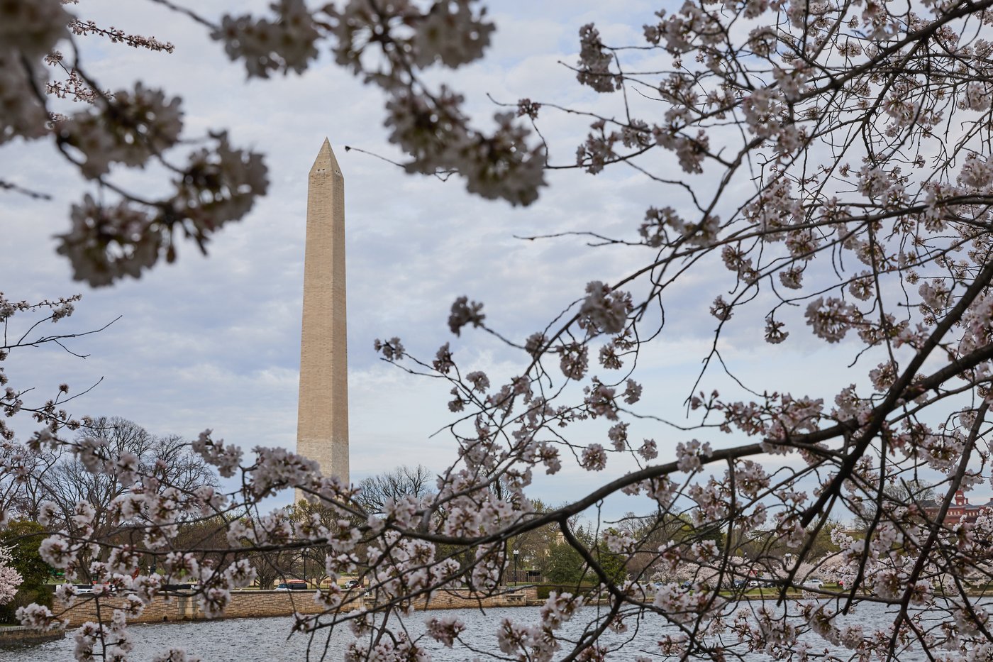 A world in bloom: Spring flowers unfold from Tokyo to Mexico, in photos | iNFOnews.ca